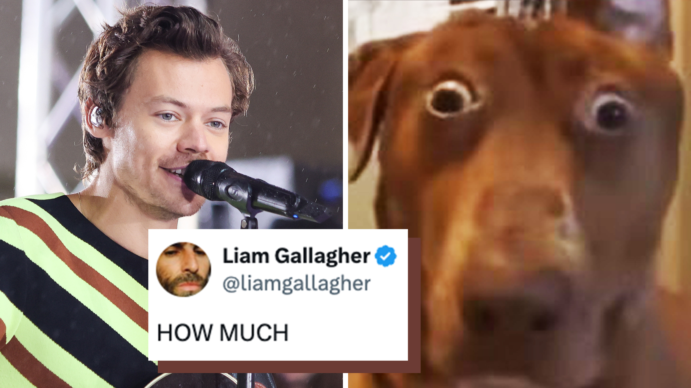 Left: Singer Harry Styles performing in 2022, holding a guitar and singing into a mic. Right: Shocked brown labrador Retriever meme. Tweet text from Oasis member Liam Gallagher reads, "HOW MUCH."