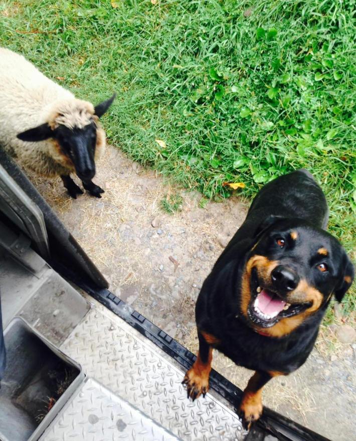 A black dog and a white sheep standing outside a UPS truck.