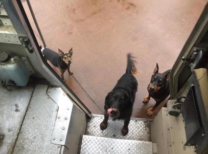 Três cães de várias raças parados na escada do caminhão da UPS, olhando com expectativa para o motorista que esperava por biscoitos.
