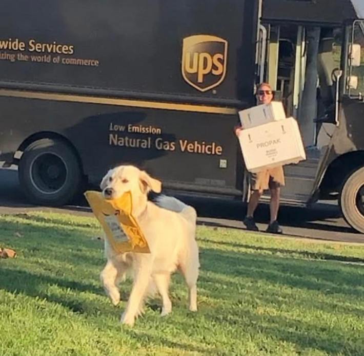 A UPS driver with their arms full of boxes walking from their truck. A golden retriever with a package in its mouth is running toward the camera.