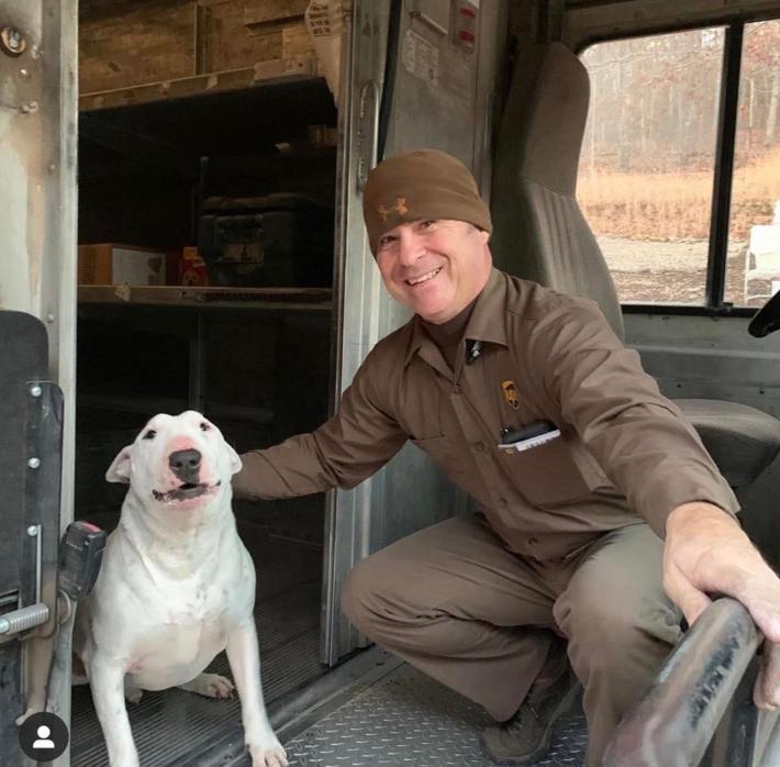 A happy bull terrier sitting in a UPS truck with the driver.