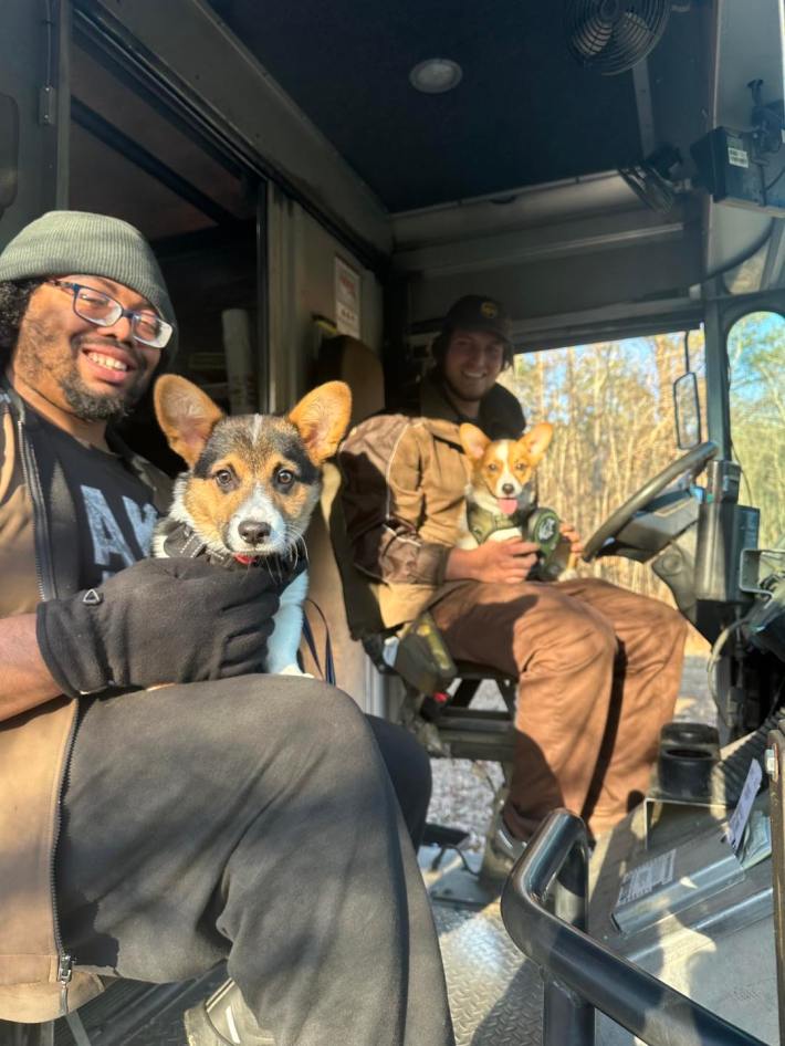 Two corgis sitting in the laps of UPS drivers in their truck.
