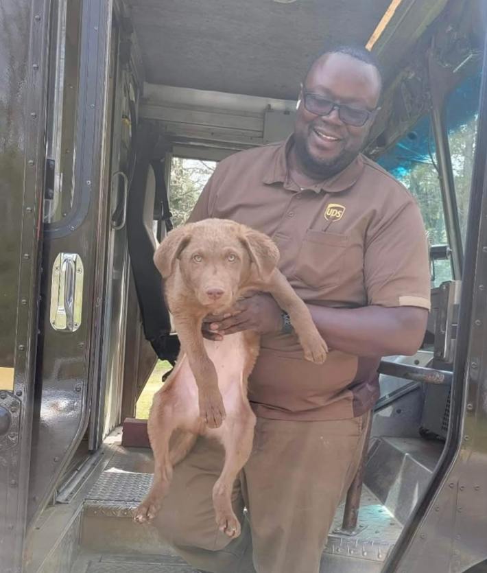 A UPS driver standing near his truck, holding up a Chesapeake Bay Retriever puppy in his hands.