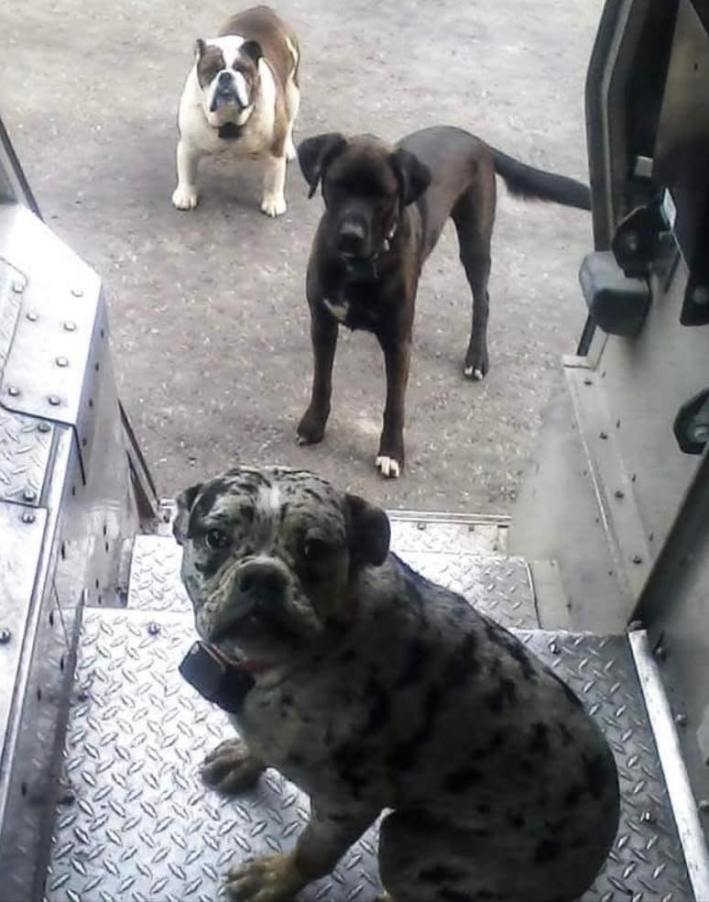 Three dogs of various breeds standing at the steps of the UPS truck, staring up expectantly at the driver waiting for biscuits.
