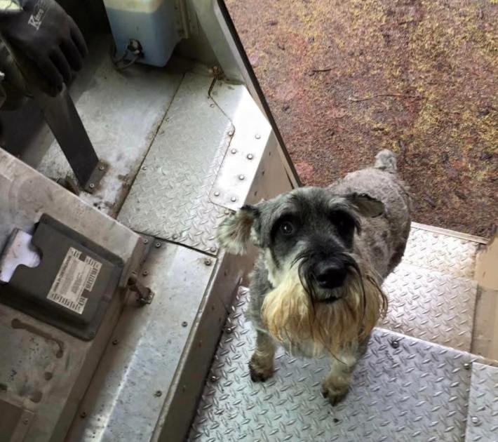 A schnauzer standing expectantly on the UPS truck steps.