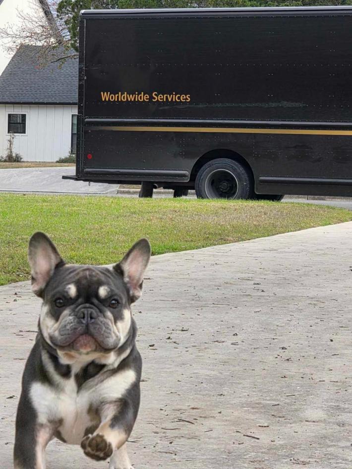 A French Bulldog running excitedly toward the person holding the camera. The UPS truck is on the street behind him.