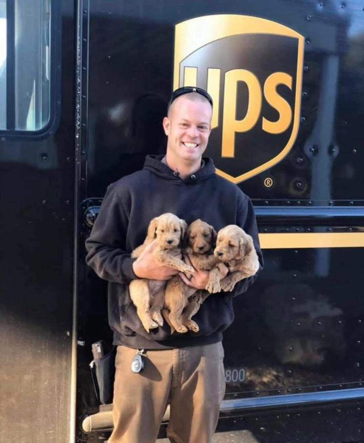 A UPS driver standing in front of his truck, grinning while holding three golden retriever puppies in his hands.