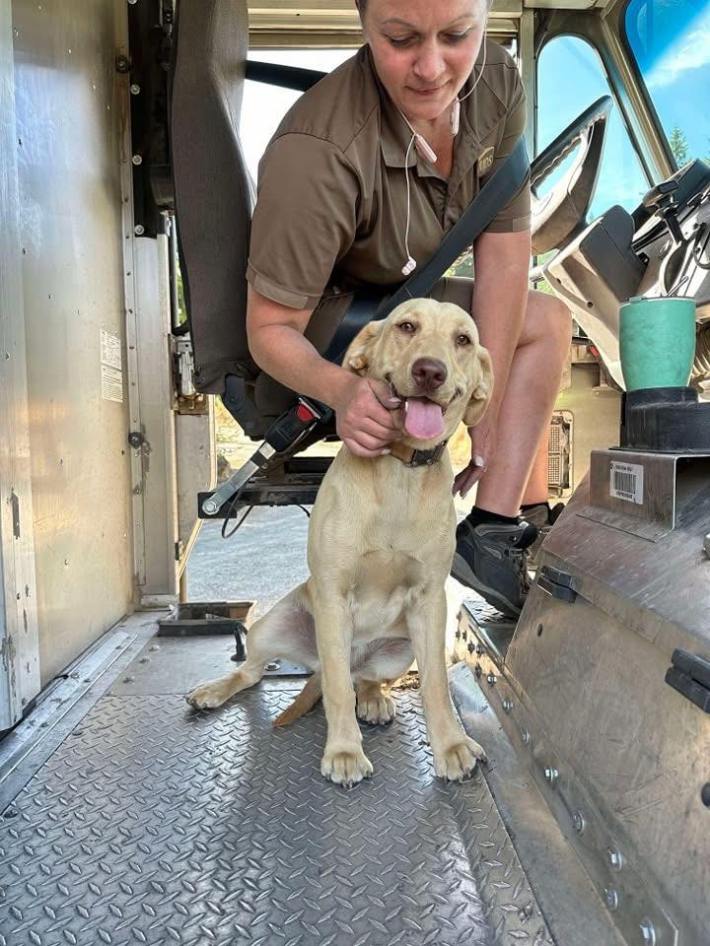 A fawn dog sitting in the UPS truck getting chin scritches from the driver.