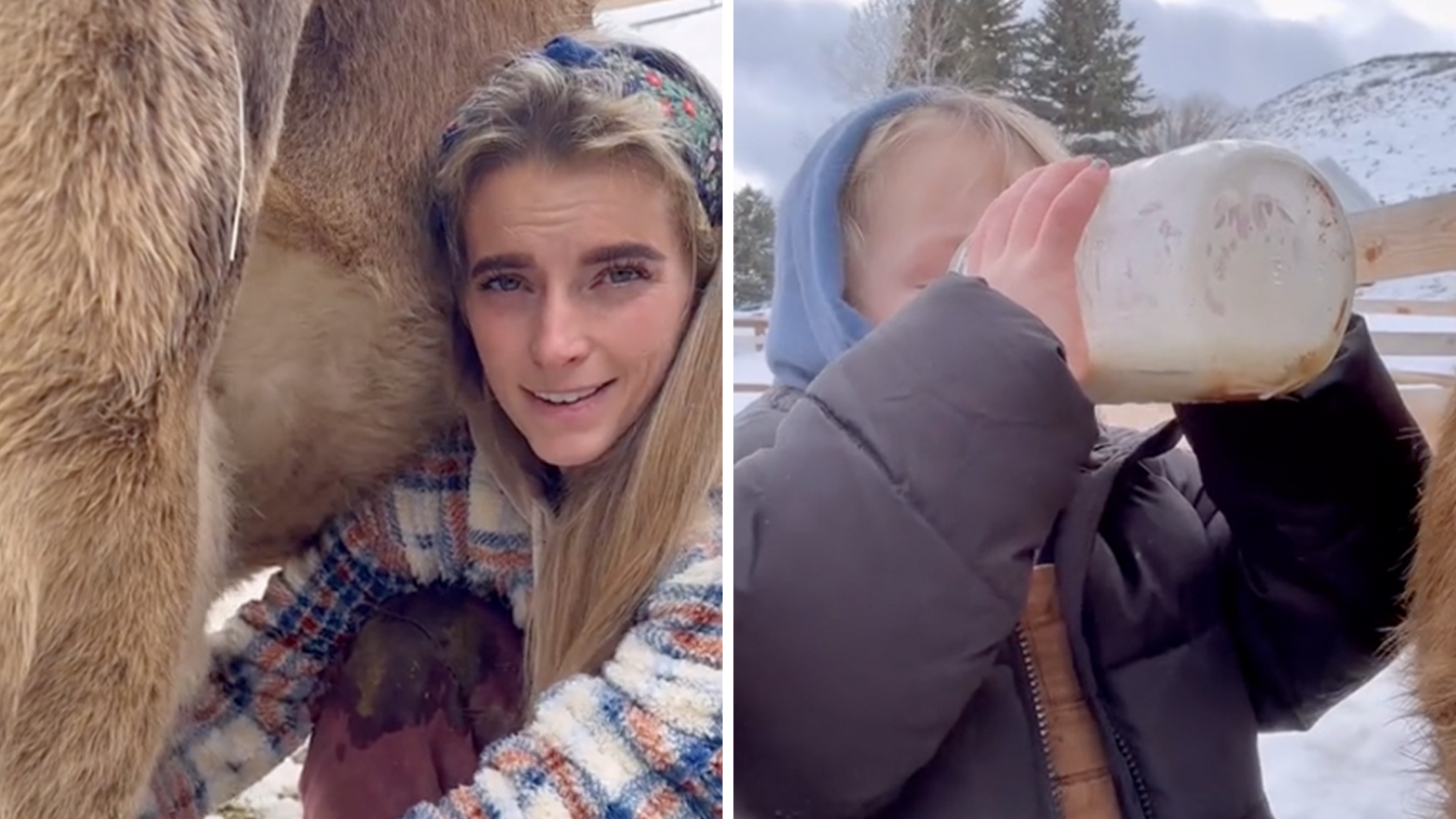 Left: Ballerina Farm influencer Hannah Neeleman milking a cow while wearing a flannel. Right: A small blonde child drinking raw milk out of a large glass jar, wearing a winter coat and hood.