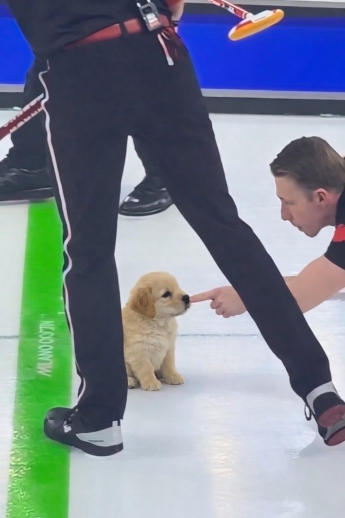 Marc Kennedy booping a puppy's nose instead of touching the stone.