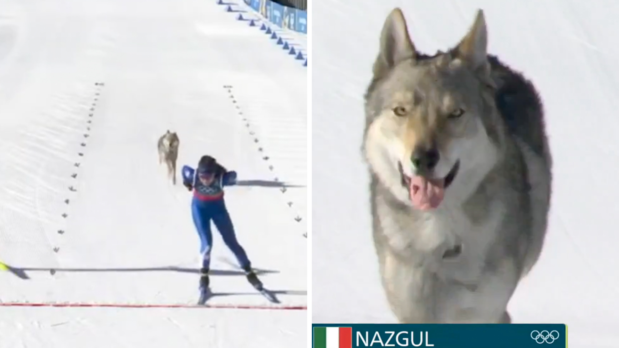 Left: Two-year-old Czechoslovakian Wolfdog named Nazgul sprinting during the cross-country ski events at the 2026 Olympics, seen behind a skier crossing the finish line. Right: Close-up of Two-year-old Czechoslovakian Wolfdog named Nazgul on the ski slopes.
