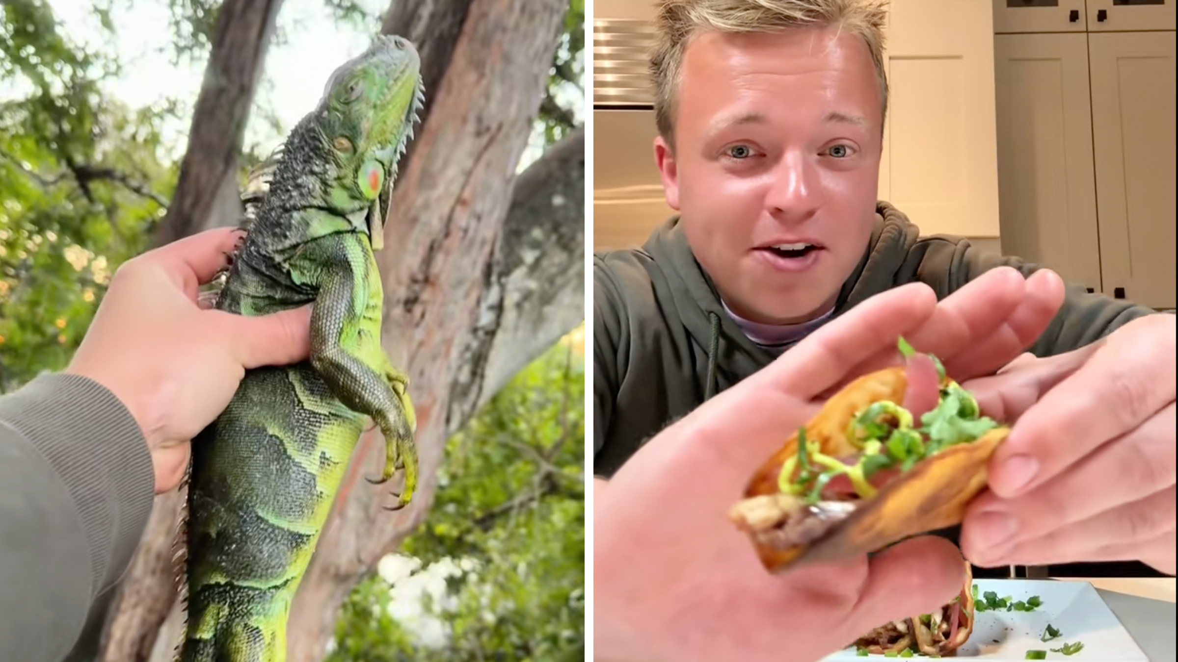 Left: Man's hand holding dazed iguana in Florida against a background of trees. Right: Blonde man in his kitchen holding up an iguana taco against his palm towards the camera.