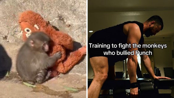 Punch the bullied baby monkey is everyone’s favorite new sad boy meme