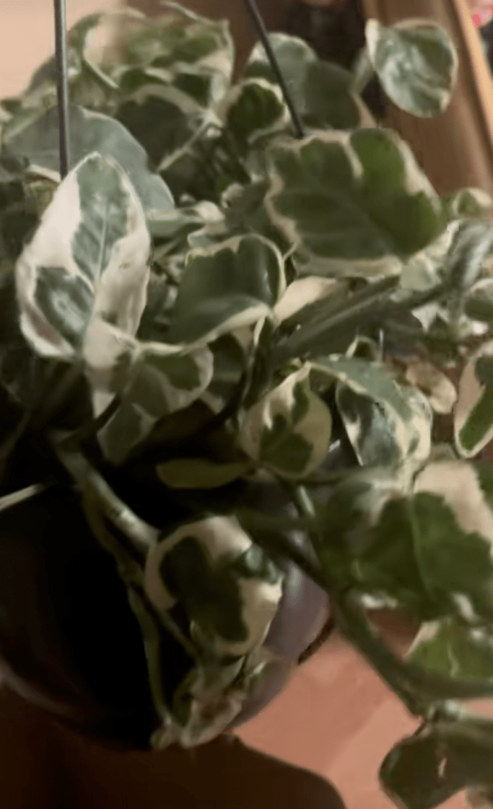 @restored.beauty/TikTokhanging green plant from too good to go order