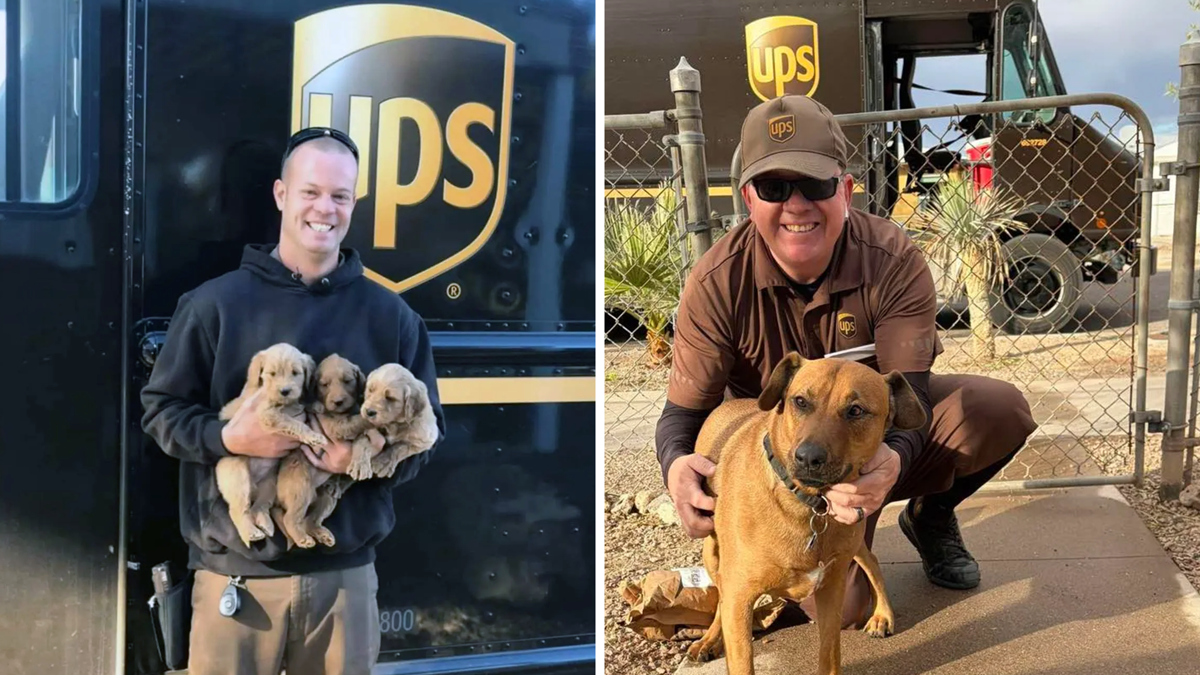 ups drivers and the dogs who love them