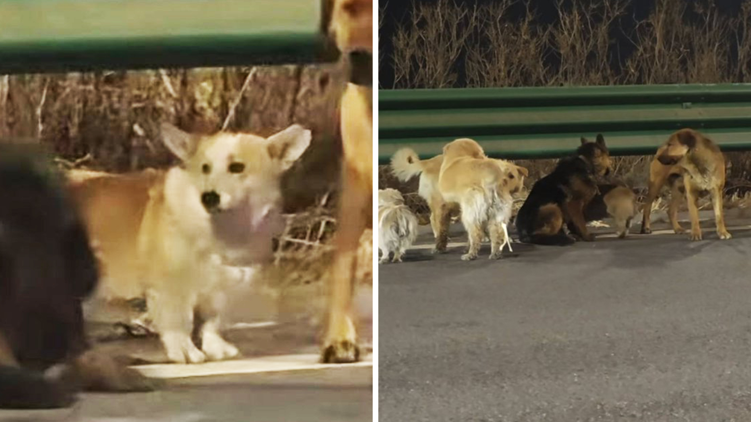 Left: Corgi dog amid a pack of other dogs stnading on a road at night. Right: Seven dogs of various breeds walking alongside a road in China at nighttime.