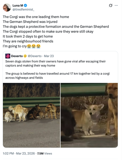 Uma postagem X sobre um bando de cachorros escapando de um sequestro e um usuário que ficou comovido com isso