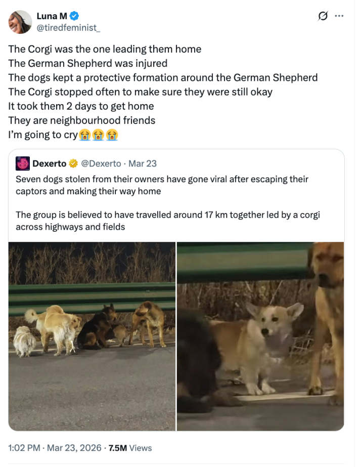 An X post about a bunch of dogs escaping a kidnapping, and one user who was moved by it
