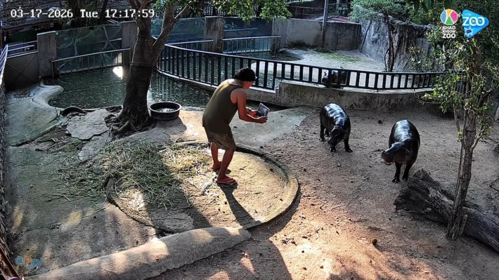 Video camera footage of Moo Deng's zoo enclosure, a man with an iPad inside the enclosure taking photos of the two pygmy hippos.