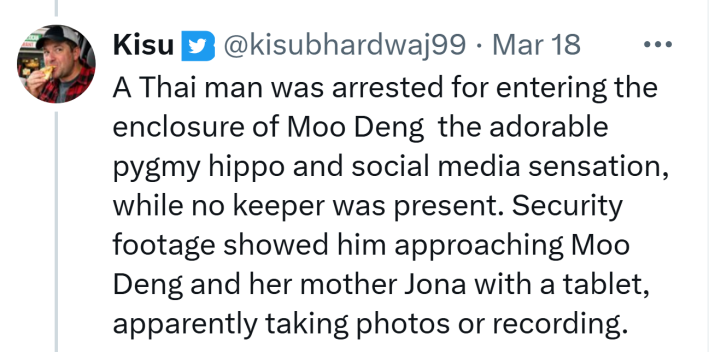 Tweet that reads, "A Thai man was arrested for entering the enclosure of Moo Deng  the adorable pygmy hippo and social media sensation, while no keeper was present. Security footage showed him approaching Moo Deng and her mother Jona with a tablet, apparently taking photos or recording."