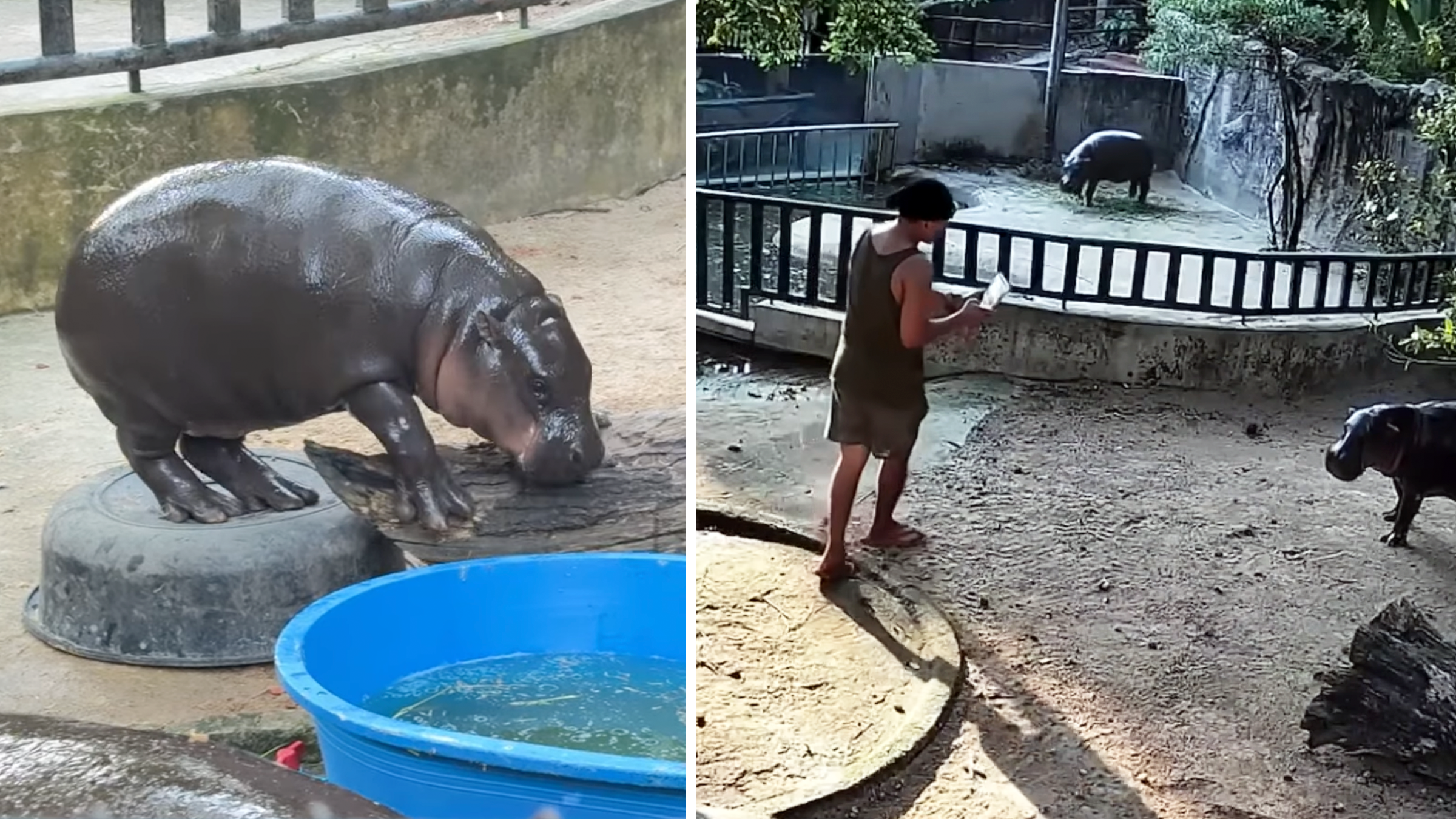 “Just leave her alone!”: Fans shame man who broke into Moo Deng’s enclosure at Thai zoo—just to get a better photo
