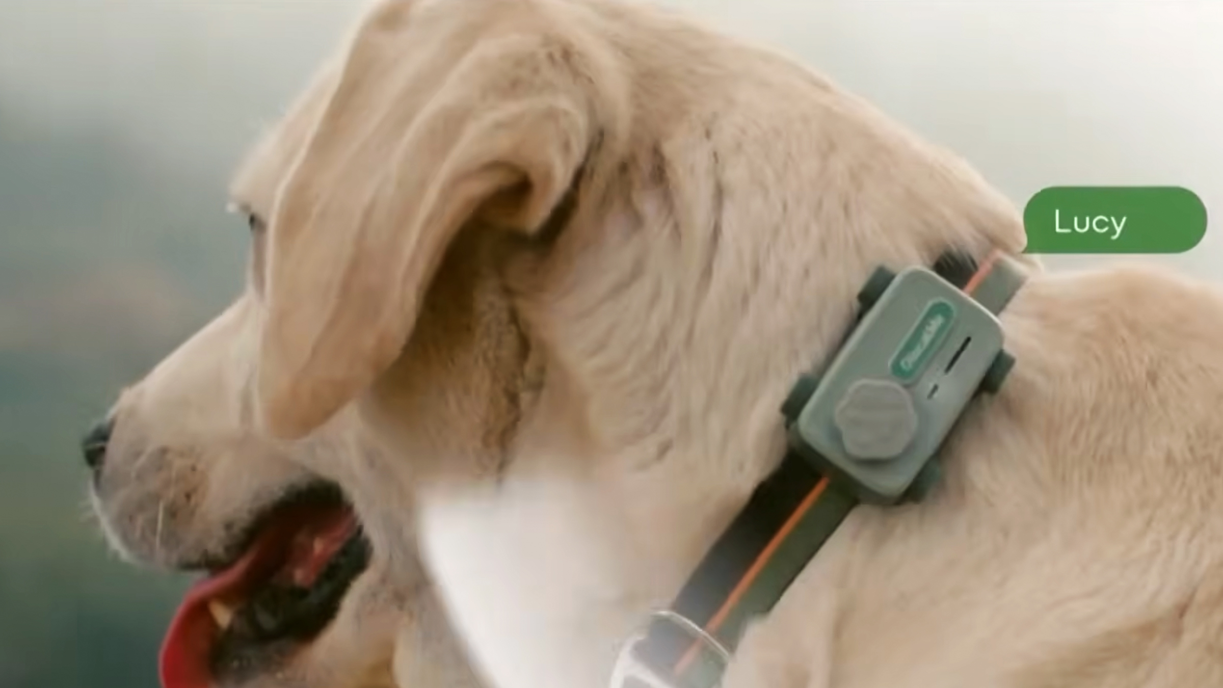 Yellow Labrador Retriever wearing a green AI dog collar.