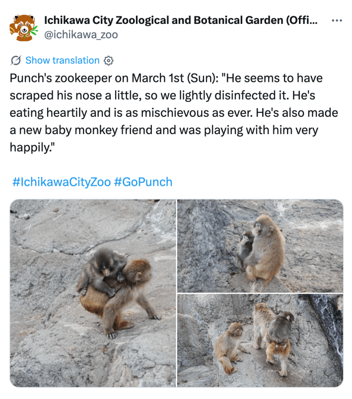 Tweet that reads, "Punch's zookeeper on March 1st (Sun): 'He seems to have scraped his nose a little, so we lightly disinfected it. He's eating heartily and is as mischievous as ever. He's also made a new baby monkey friend and was playing with him very happily.'" with photos of the baby monkey and two others happily interacting with one another.