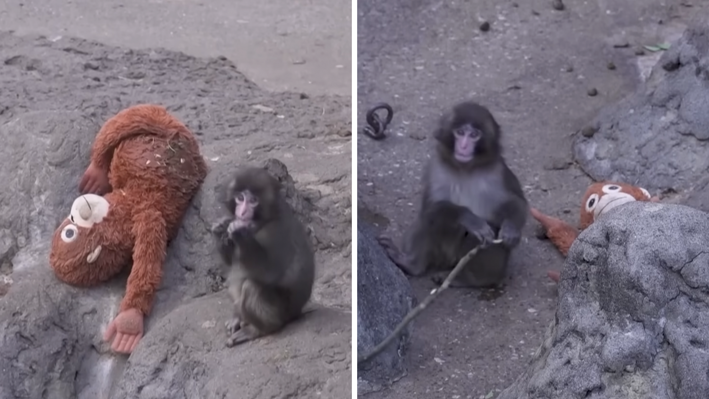 punch the monkey companion