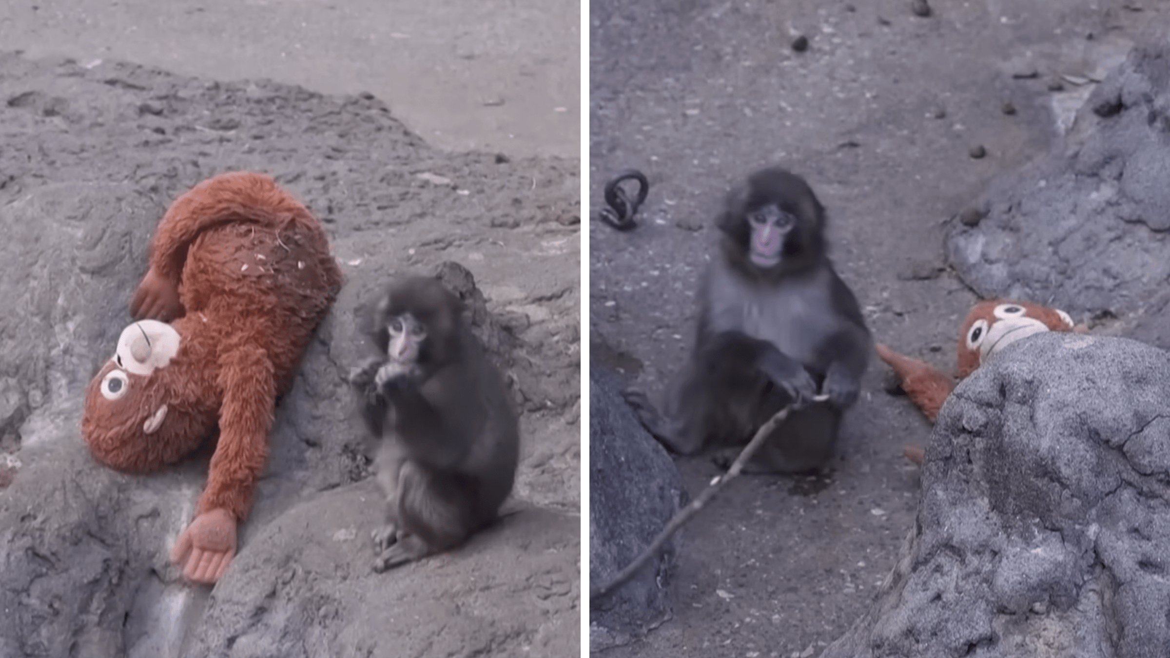 punch the monkey companion