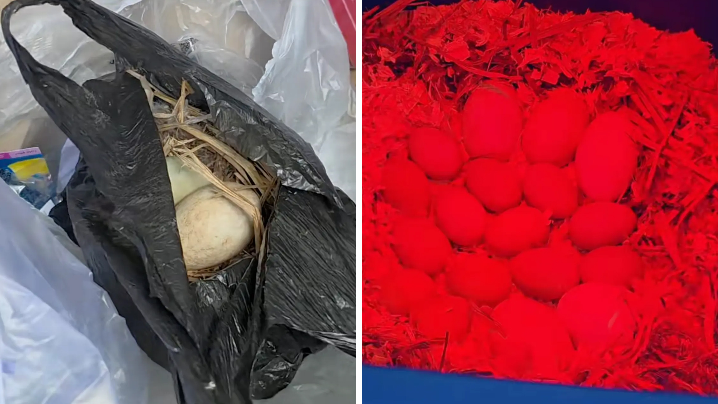 Bird eggs inside a nest inside of a black trash bag.