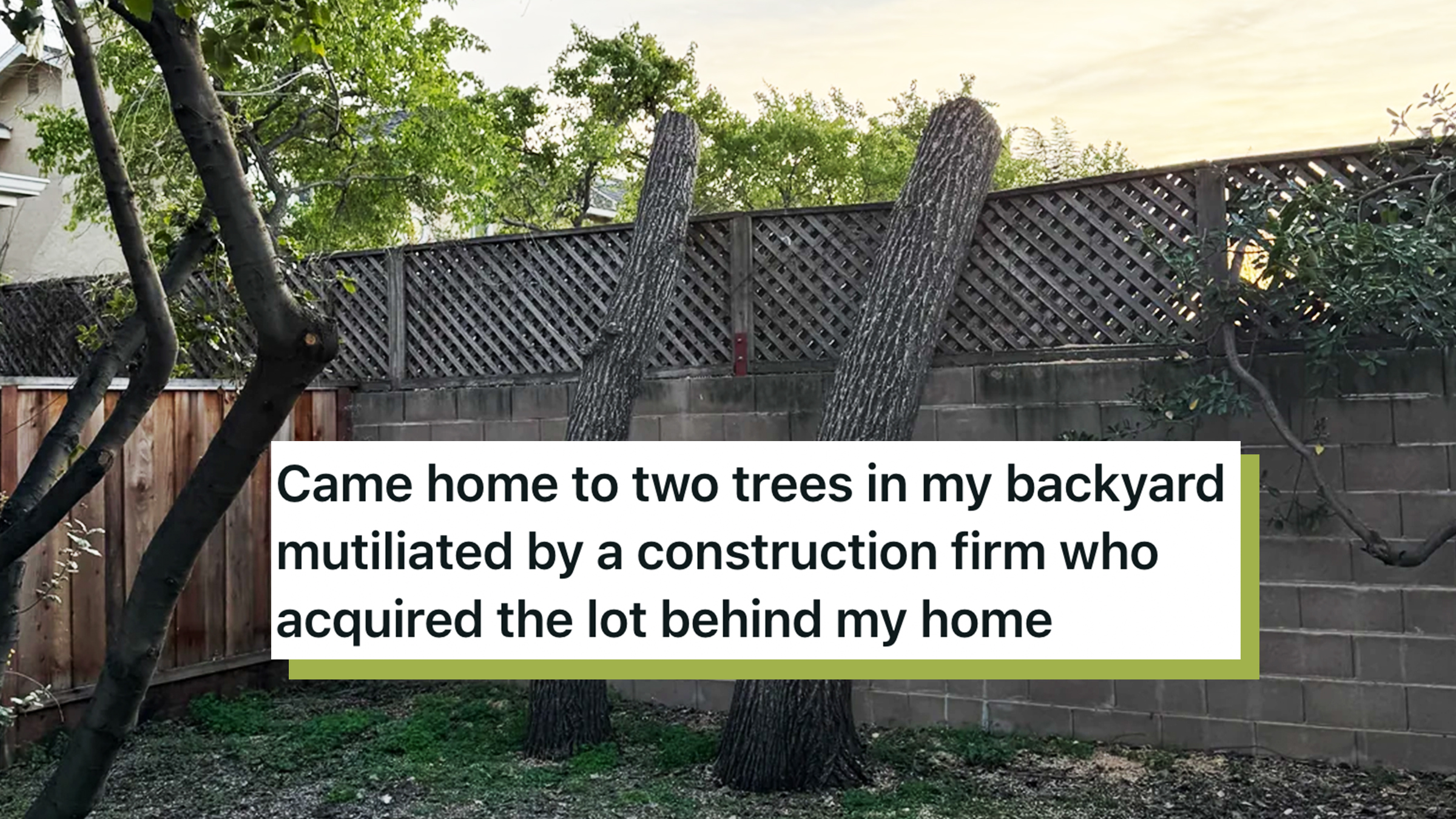 Two trees in backyard with their entire tops and branches cut off, against the side of a fence.