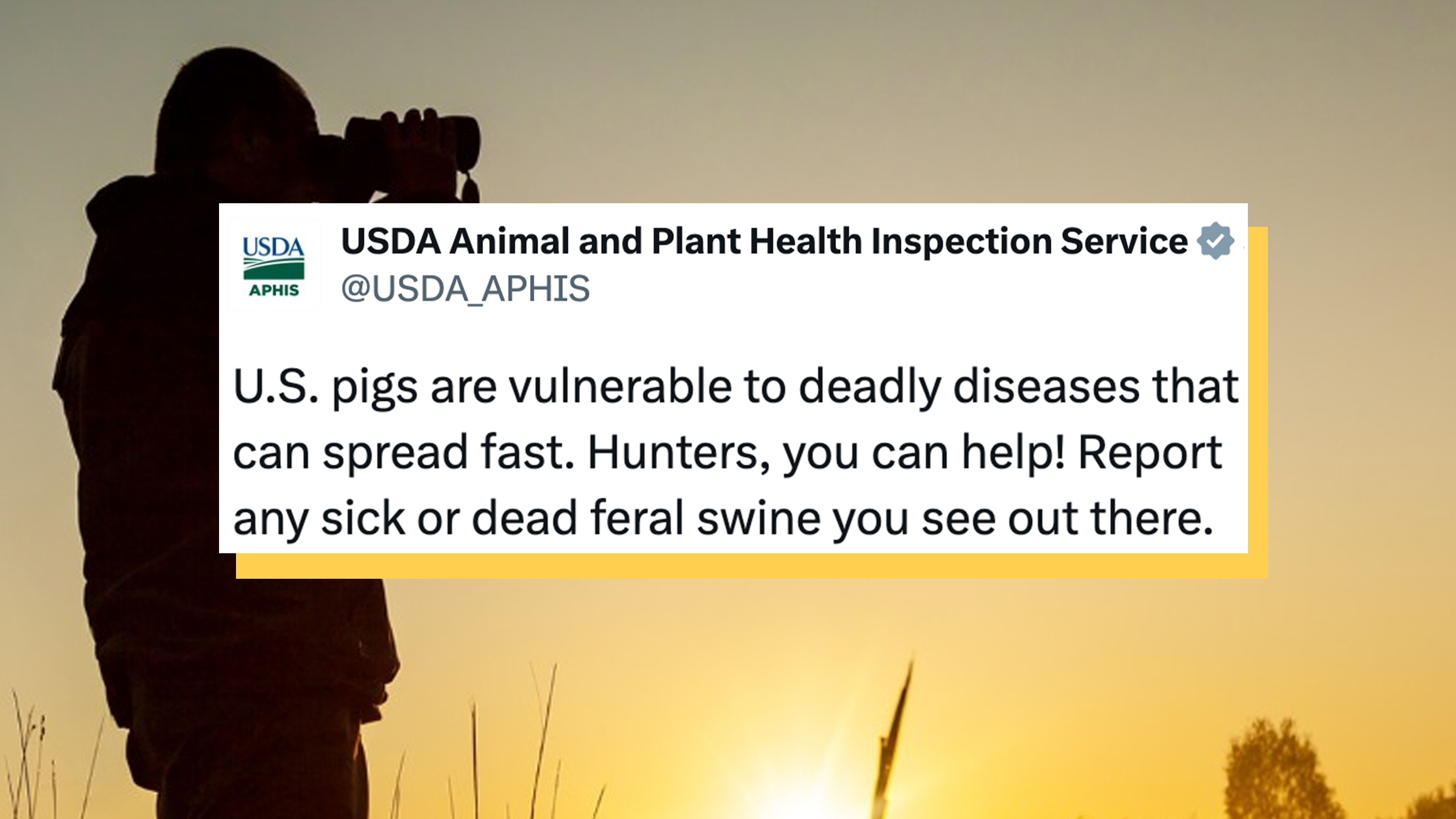 Tweet from USDA Animal and Plant Health Inspection Service against a background showing hunter silhouetted against dawn sky, tweet reads "U.S. pigs are vulnerable to deadly diseases that can spread fast. Hunters, you can help! Report any sick or dead feral swine you see out there."