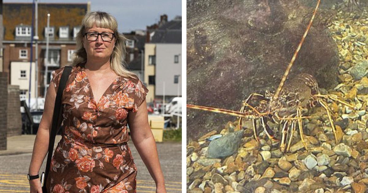 Activist lobster rescue incident