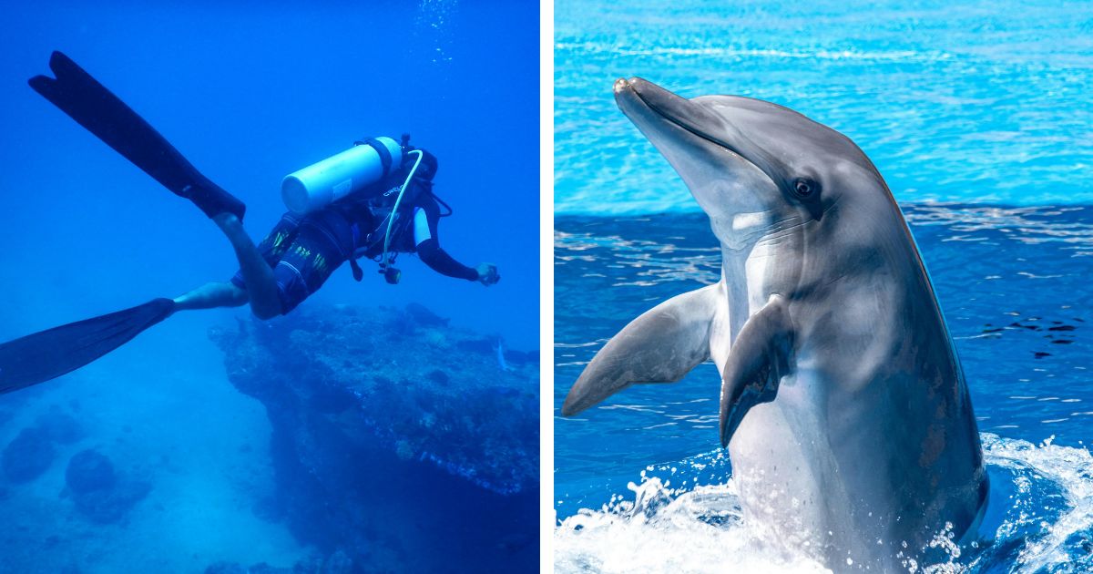 The dolphin understood what the diver was doing