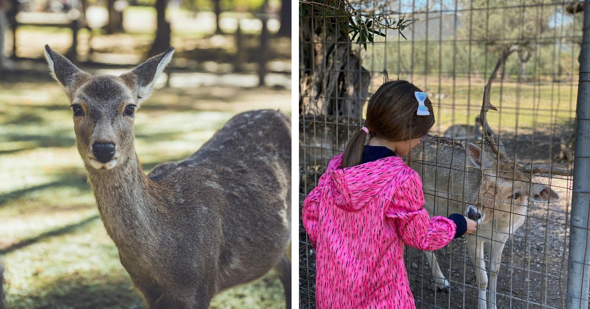 An orphaned fawn comes back to the family that raised her