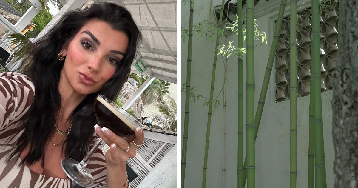 How planting bamboo became a homeowner’s nightmare