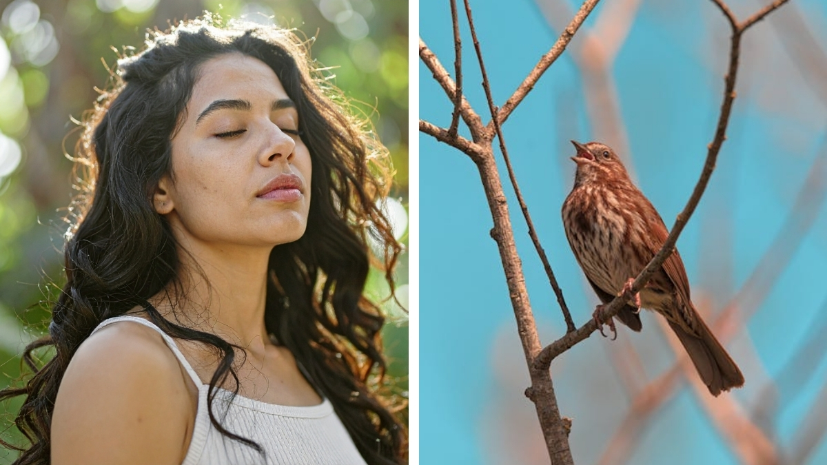 Redditors speculate why our brains find bird songs relaxing.