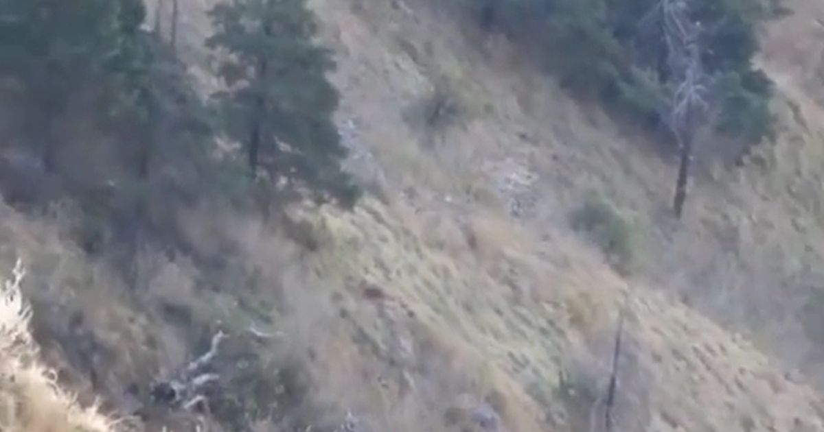 A man was unknowingly locked in a staring contest with a leopard