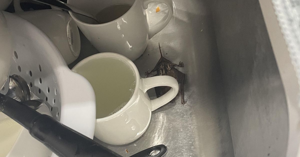 Redditor finds a bat chilling in his sink