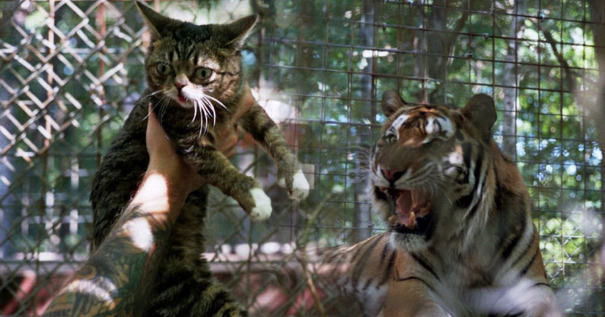 The cat shows the tiger who’s the boss