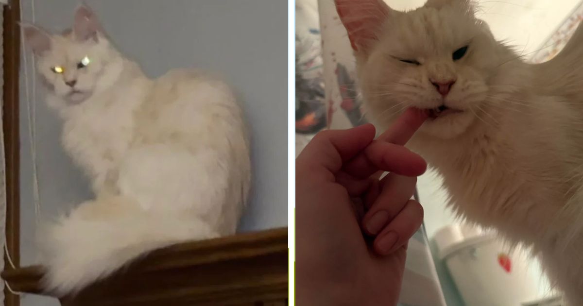Boyfriend calls partner's cat ugly