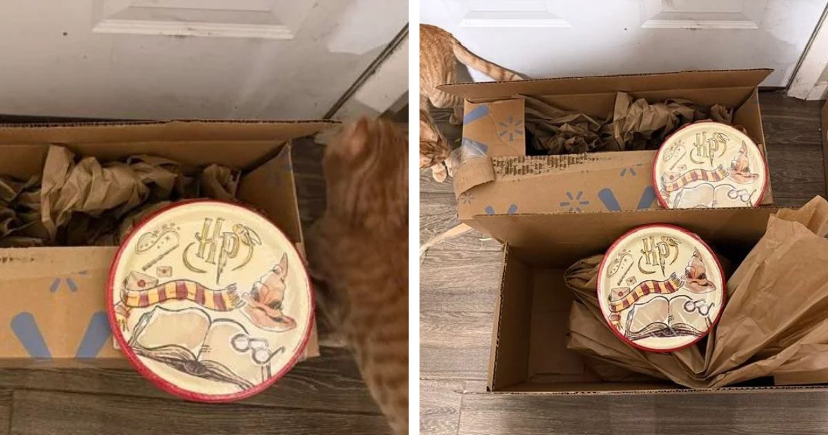 Walmart needs a lesson on packaging plates
