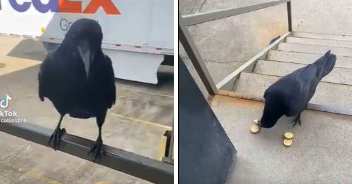A TikTok video of a raven stacking cookies has gone viral on Reddit.