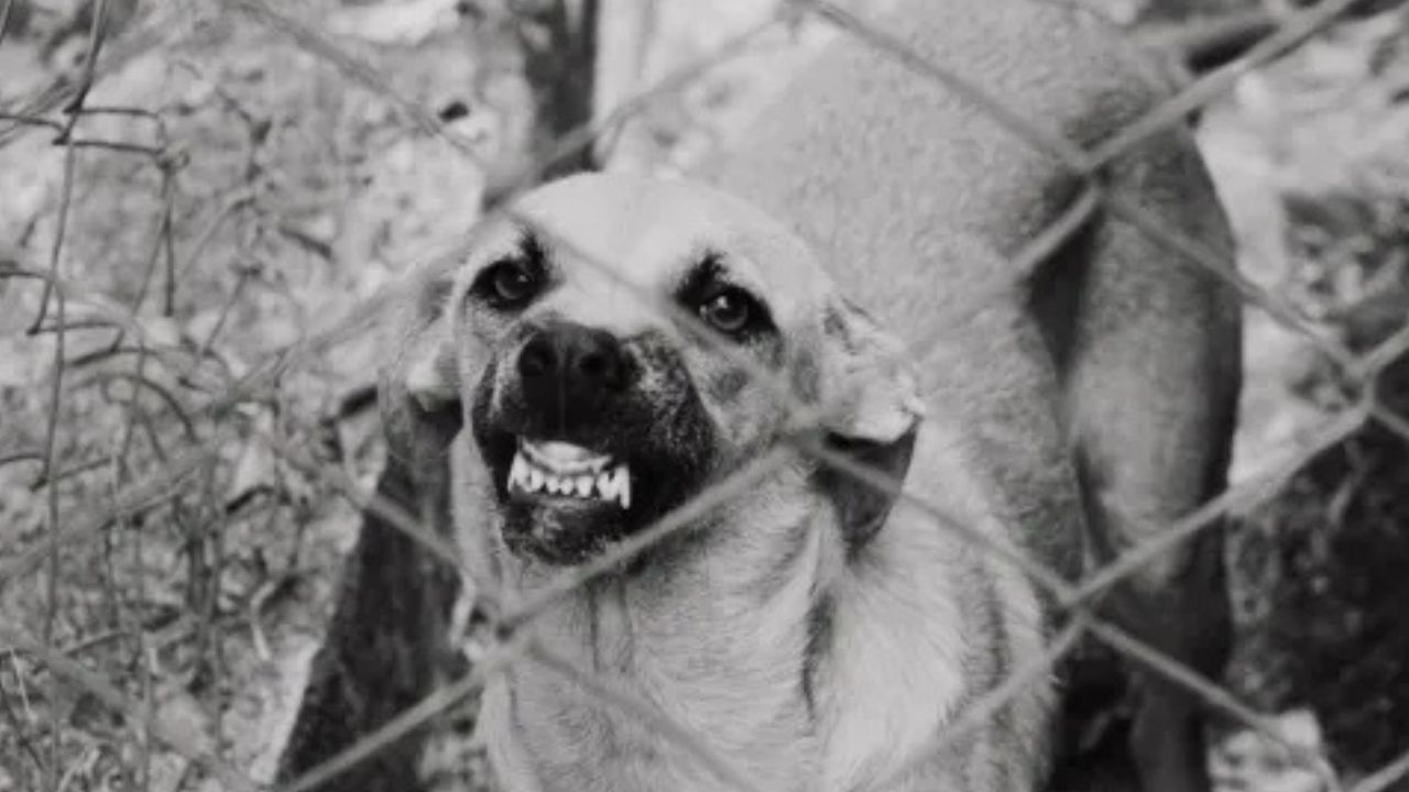 Aggressive Dog Shows Its Teeth in Intense Warning Display