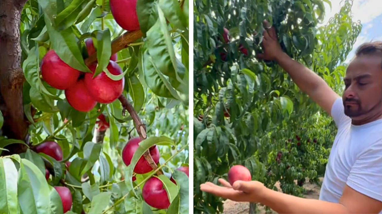 California farmer offers free nectarines after saying he can't sell his harvest