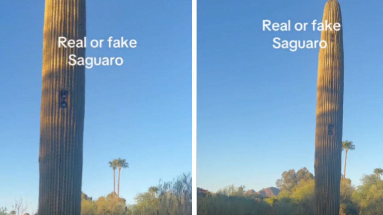 Fake Cactus in Arizona Hides License Plate Camera