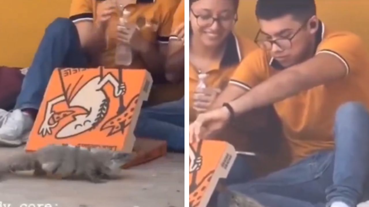 Iguana Grabs Slice of Pizza in Viral X Video, Sparking Debate