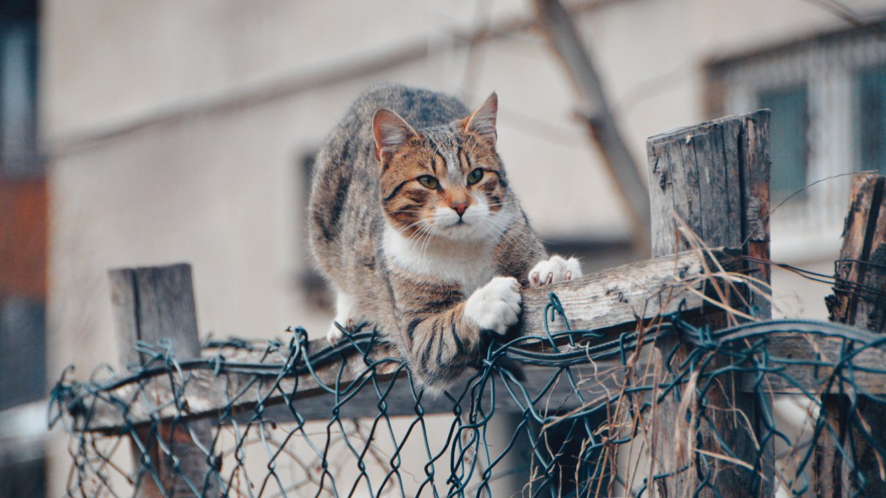 Husband Slammed for Explosive Reaction After Mother-in-Law Accidentally Lets Cat Out