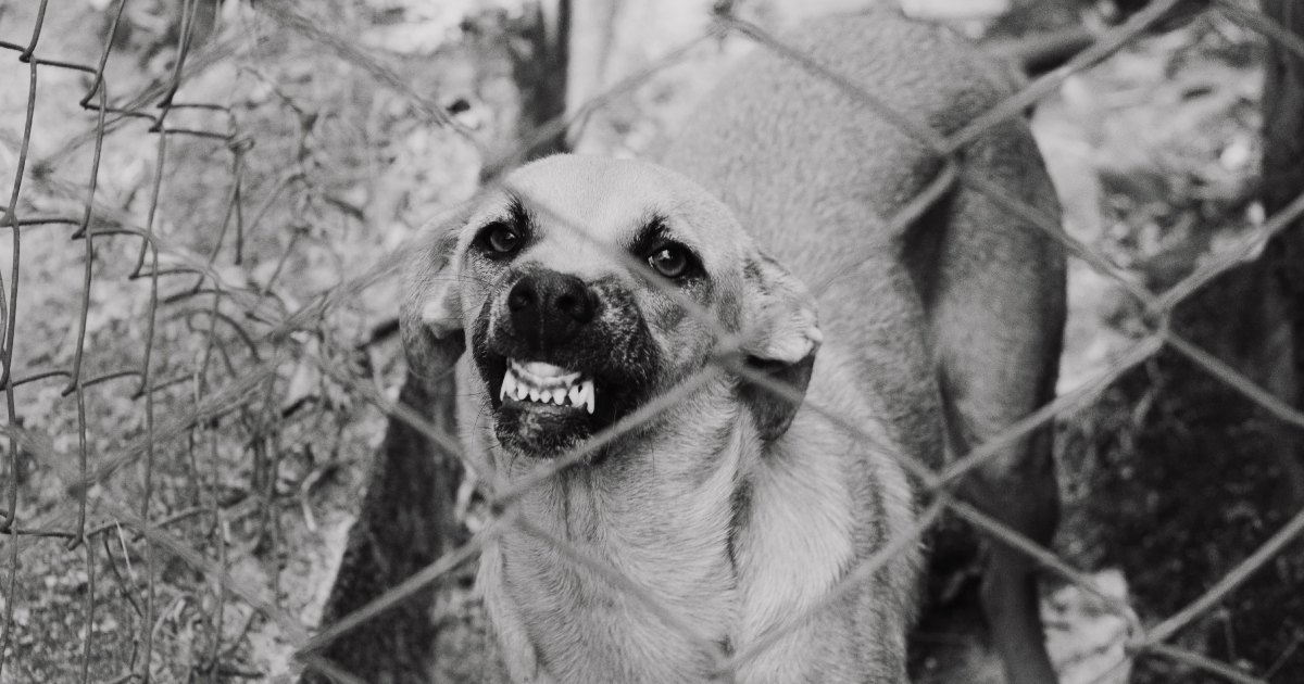 An aggressive dog showing its teeth.