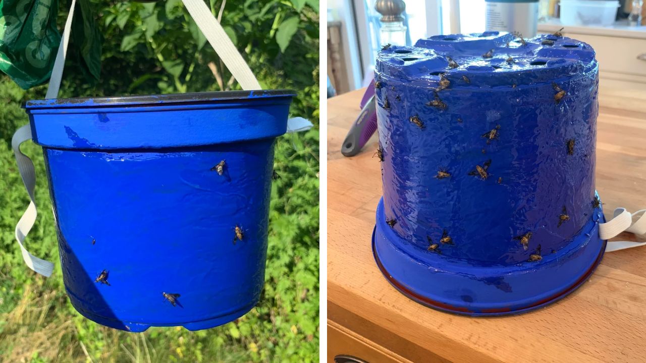 A Reddit user shared photos of their homemade blue deer fly trap.